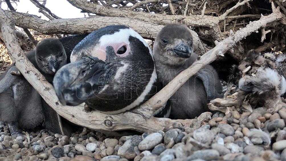 Imputarán al responsable de pasar una topadora sobre nidos de pingüinos