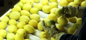 LIMON