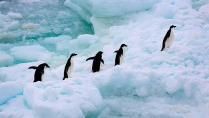 Ser antártico, una dimensión a descubrir