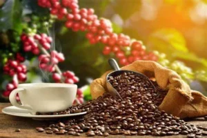 cafe-cultivo