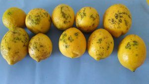 citrusmanchanegra