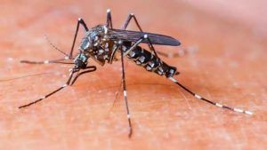 dengue