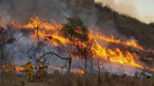 incendio-forestal