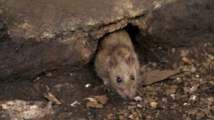 rataaa
