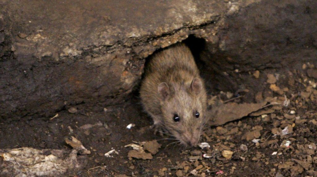 rataaa